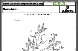 Fichas de de Las Plantas y Sus Partes Para Niños de Cinco Años