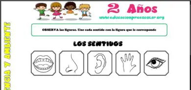 Ficha de Actividades de los Sentidos Para Preescolar