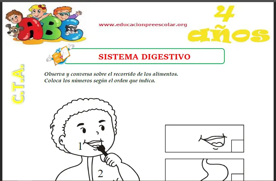 Fichas del Sistema Digestivo Para Niños de Cuatro Años